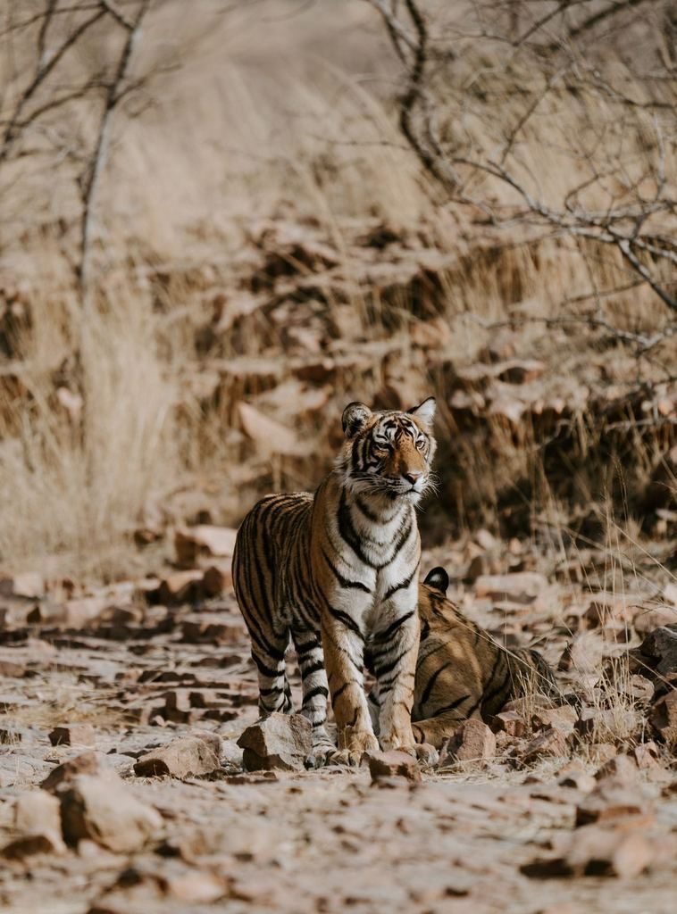 bengal tiger ranthambore national park india image from unsplash